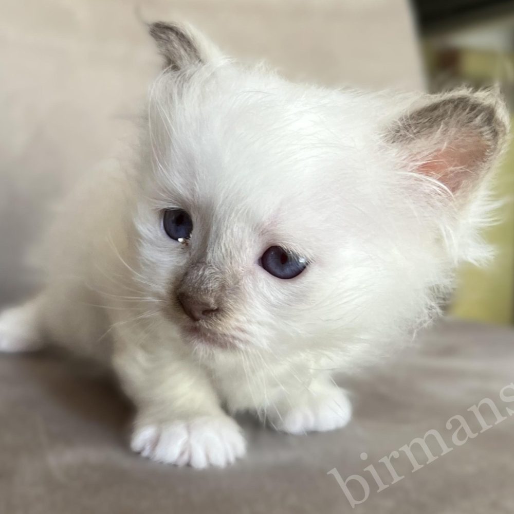 Saba Xavian chocolate point Birman male kitten lying down