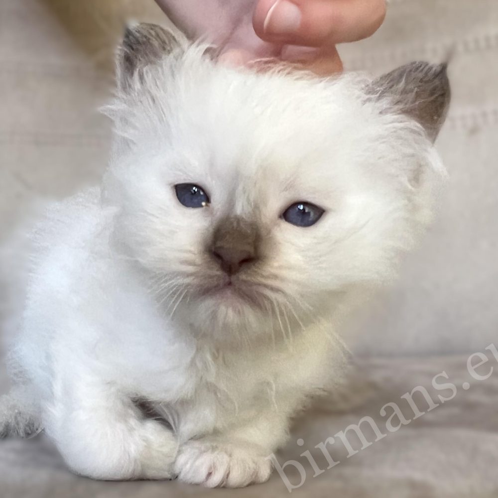 Saba Xavian chocolate point Birman male kitten being petted
