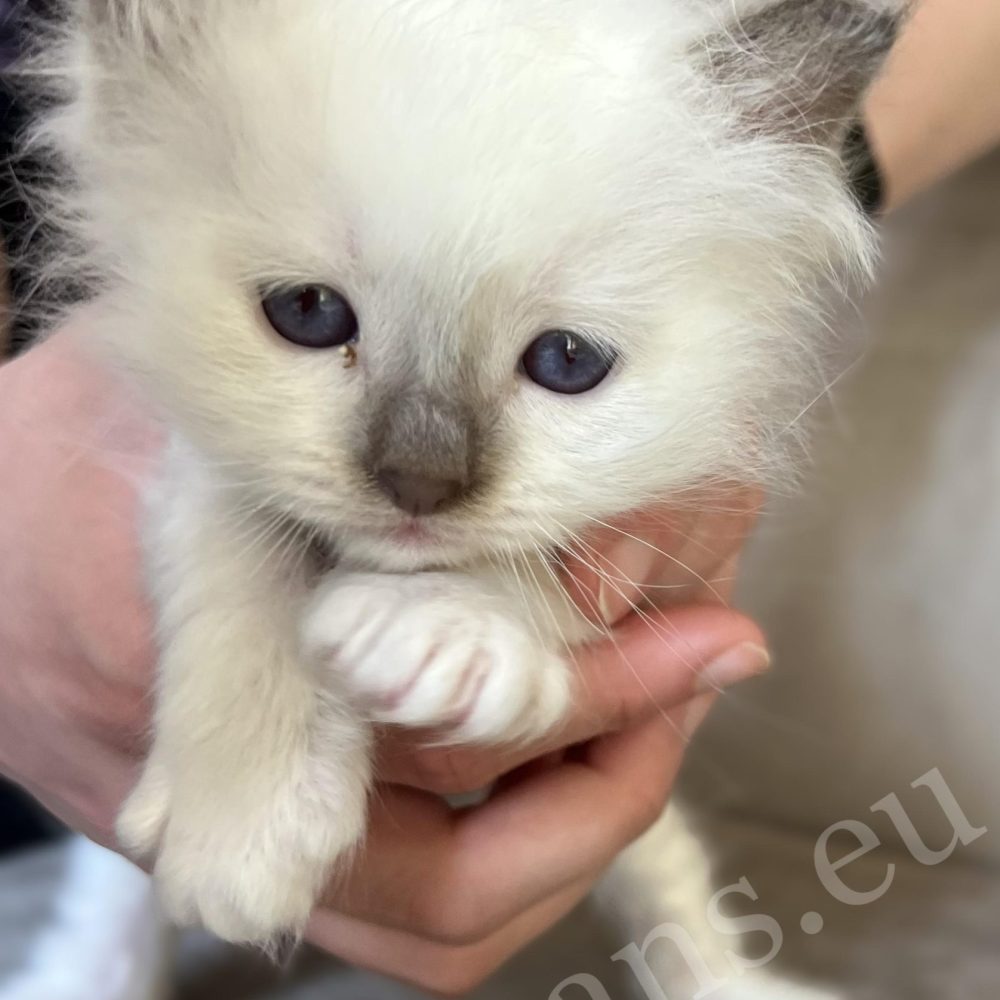 Saba Xavian chocolate point Birman male kitten held in hands