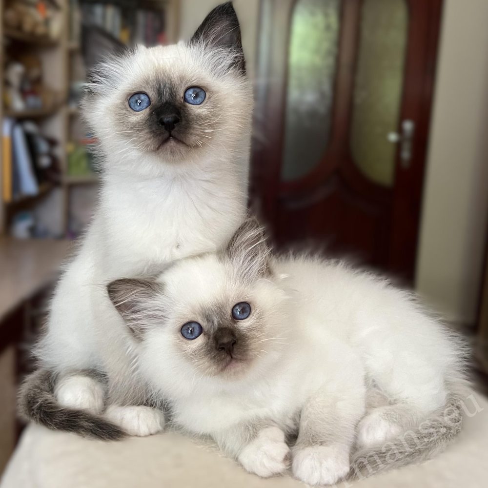 Saba Vela Birman kitten at 8 weeks lying beside her brother, in sibling companionship