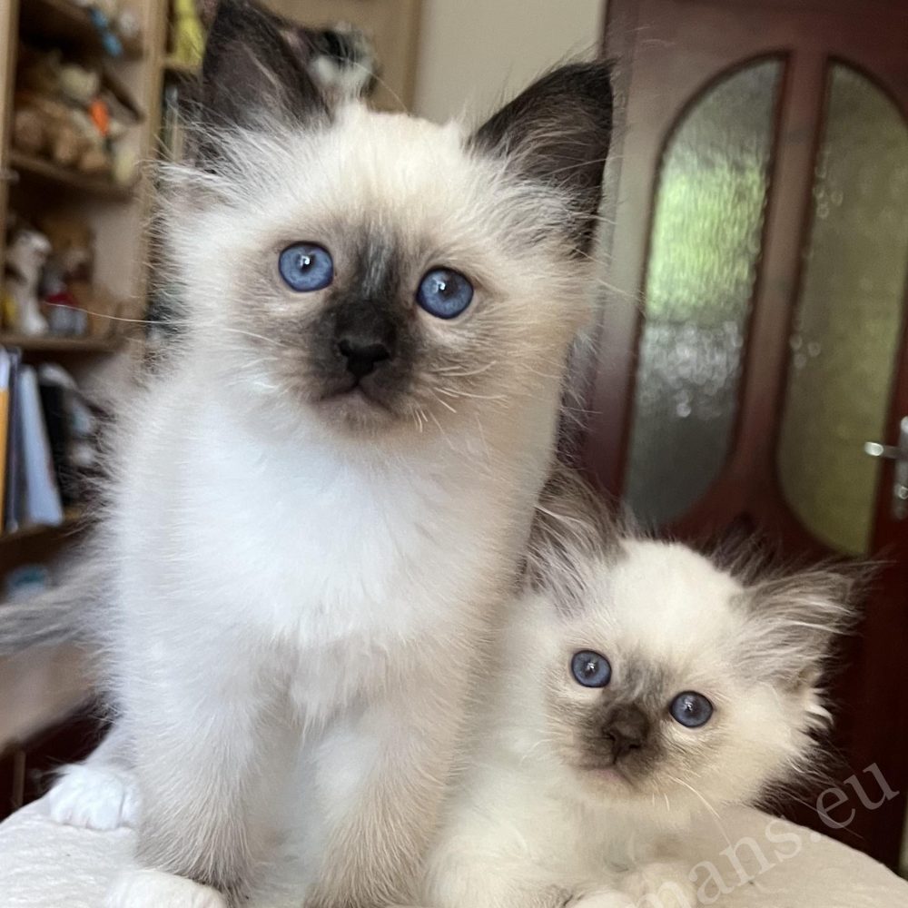 Saba Vico Birman kitten at 8 weeks old, standing next to her sister