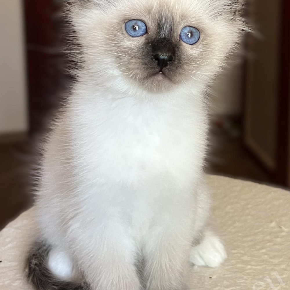 Saba Vico seal point Birman kitten at 8 weeks old, sitting on top of the cat tree