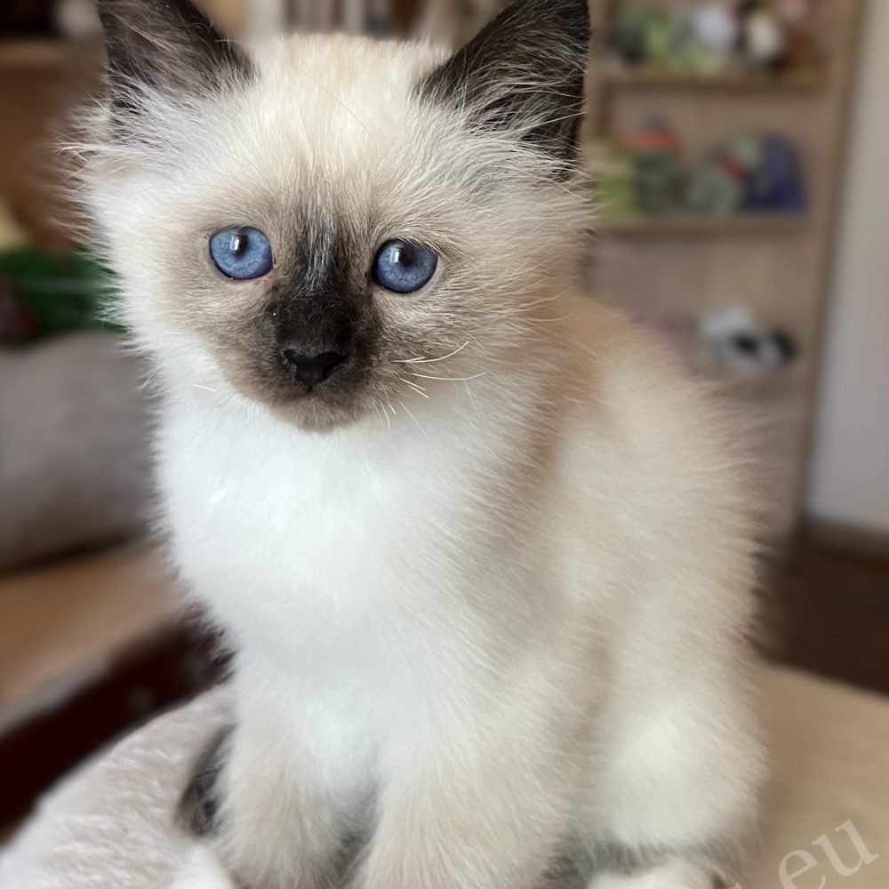 Saba Vico seal point Birman kitten in a close-up shot, sitting