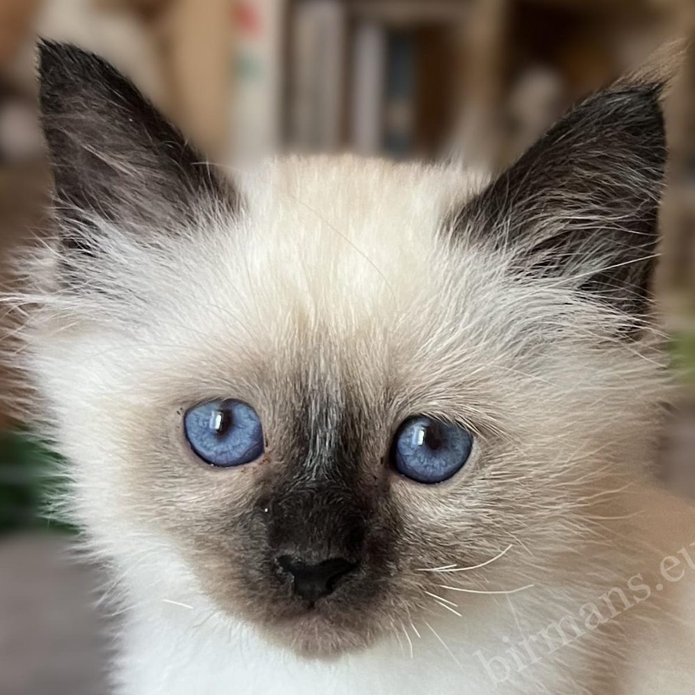 Saba Vico Birman kitten close-up portrait, with deep blue eyes