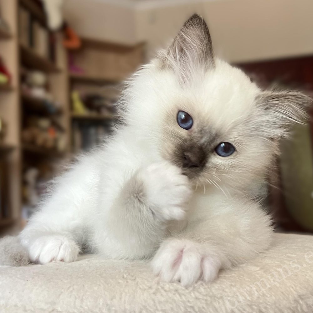 Saba Vela chocolate point Birman kitten at 8 weeks lying down, licking her paw