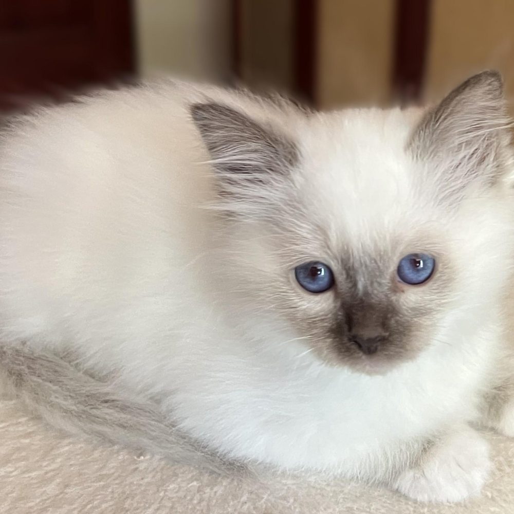 Saba Vela chocolate point Birman kitten at 8 weeks lying on top of the scratching post