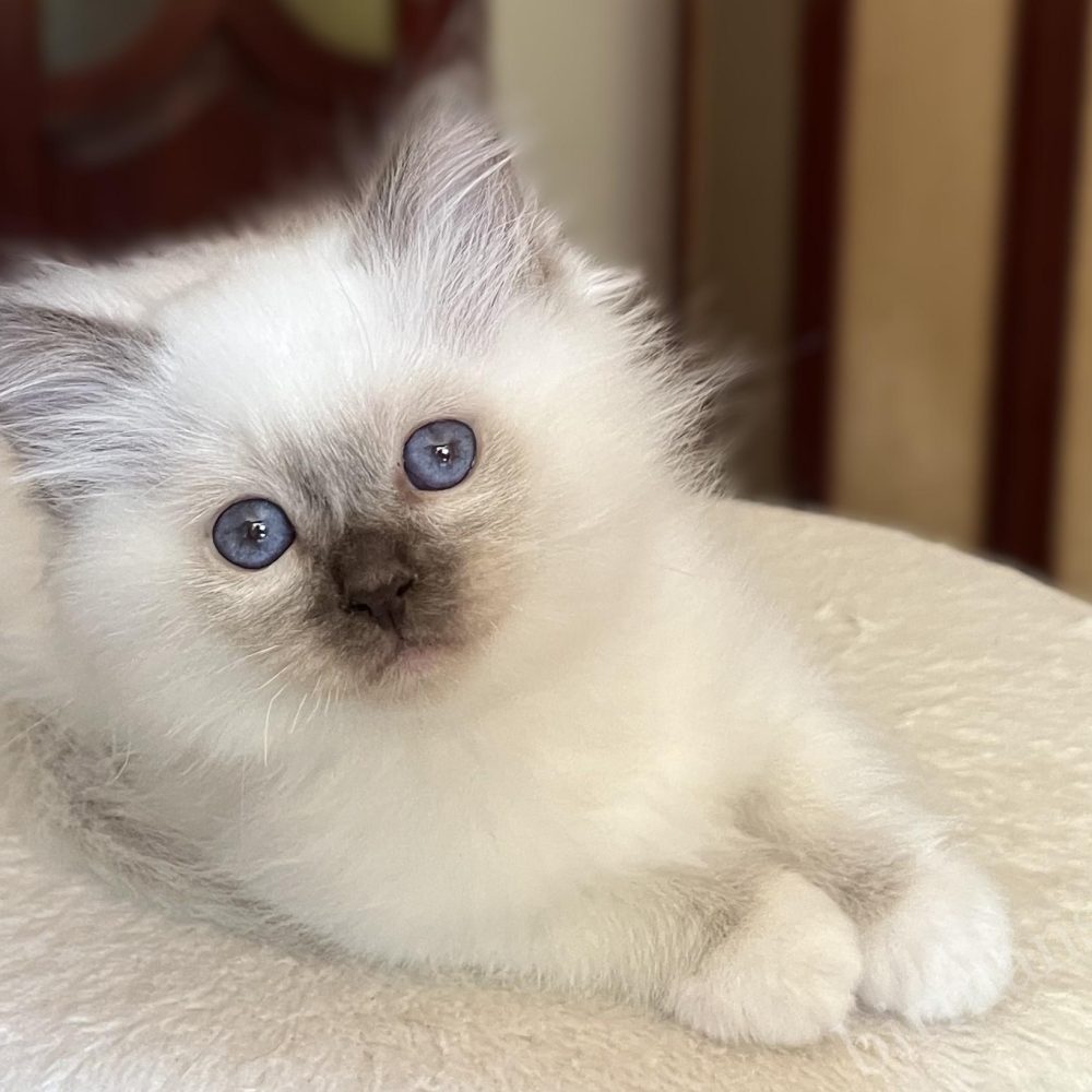 Saba Vela chocolate point Birman kitten at 8 weeks, with beautiful eyes and elegant appearance