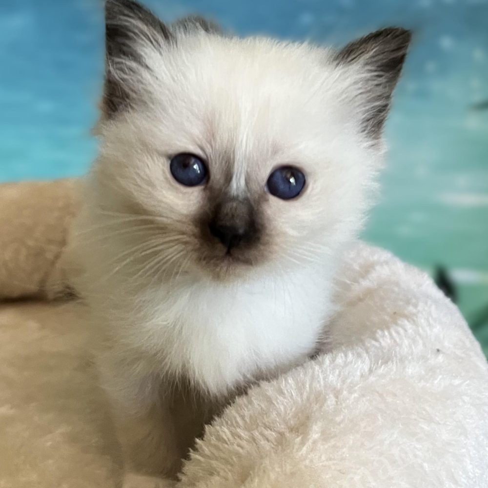 Saba Yuna reservable seal point Sacred Birman female kitten standing on the scratcher
