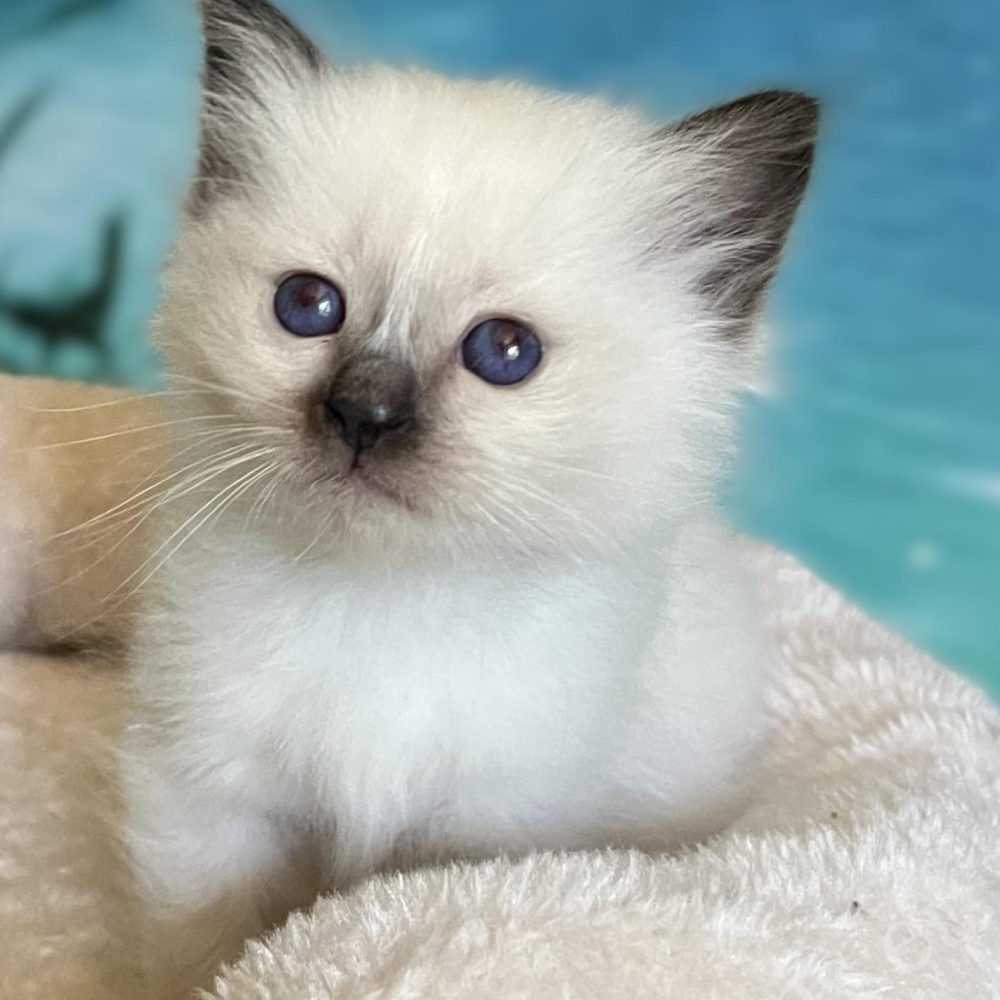 Saba Yuna available seal point Sacred Birman female kitten sitting on the scratcher