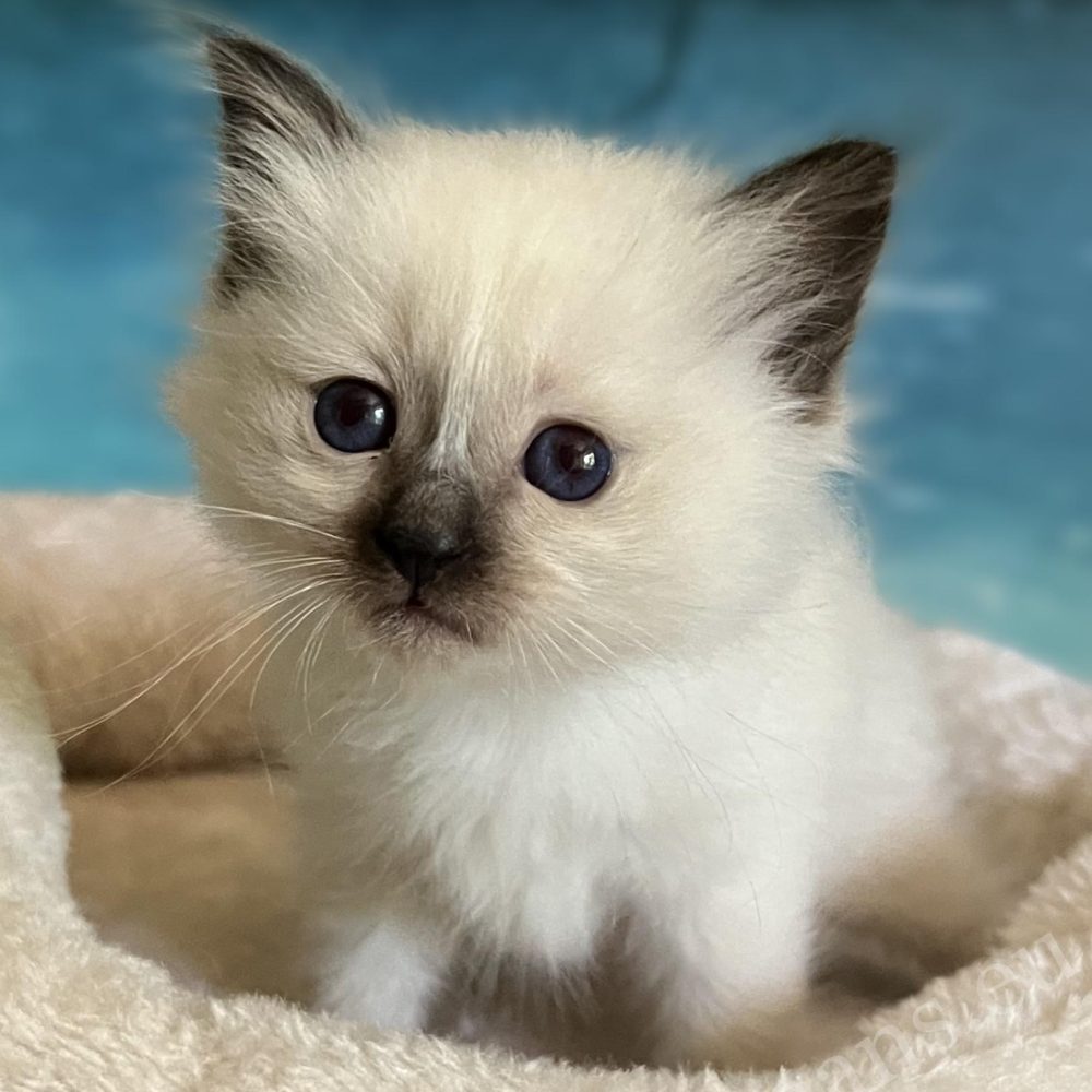 Saba Yuna reservable seal point Sacred Birman female kitten tilting her head