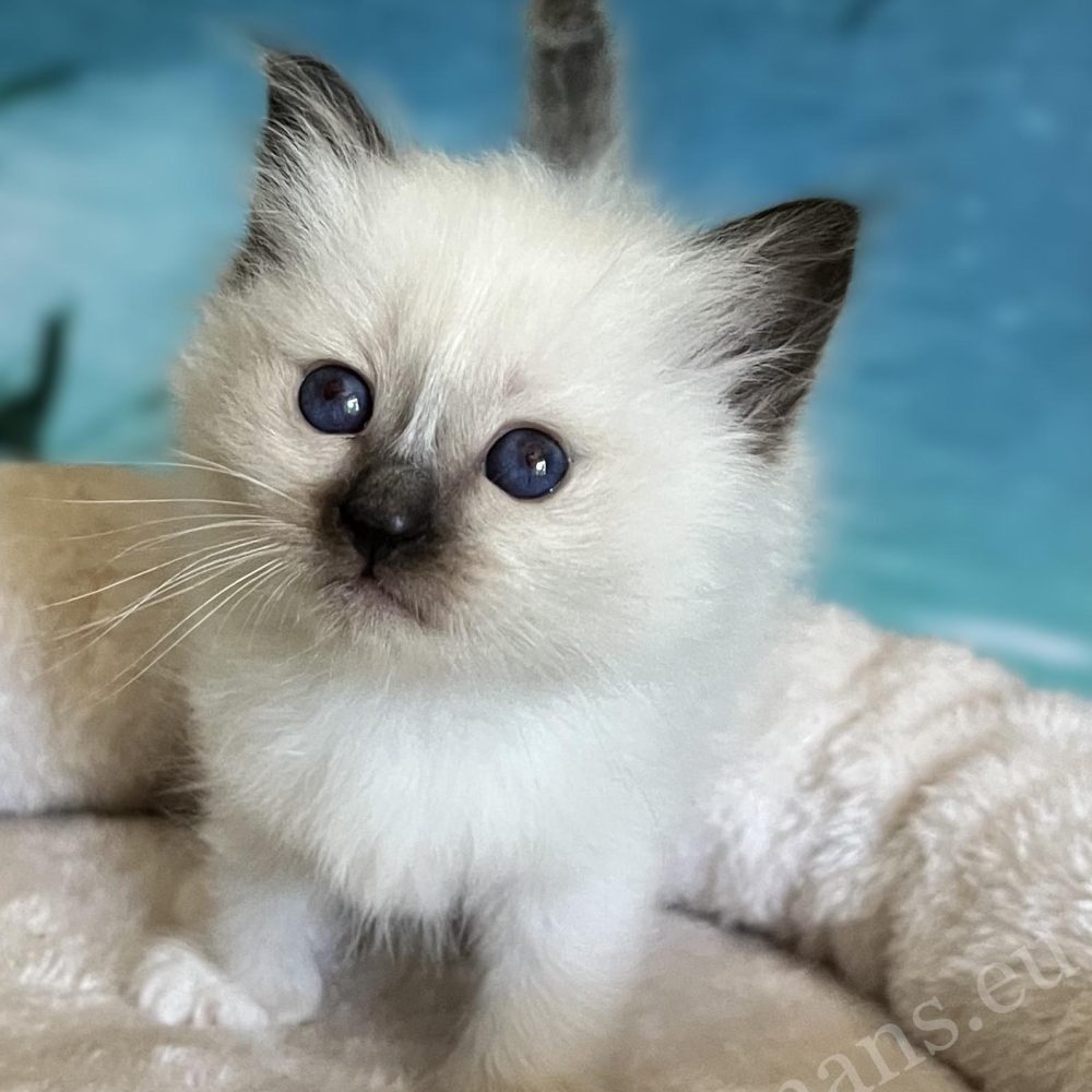 Saba Yuna available seal point Sacred Birman female kitten looking at the camera