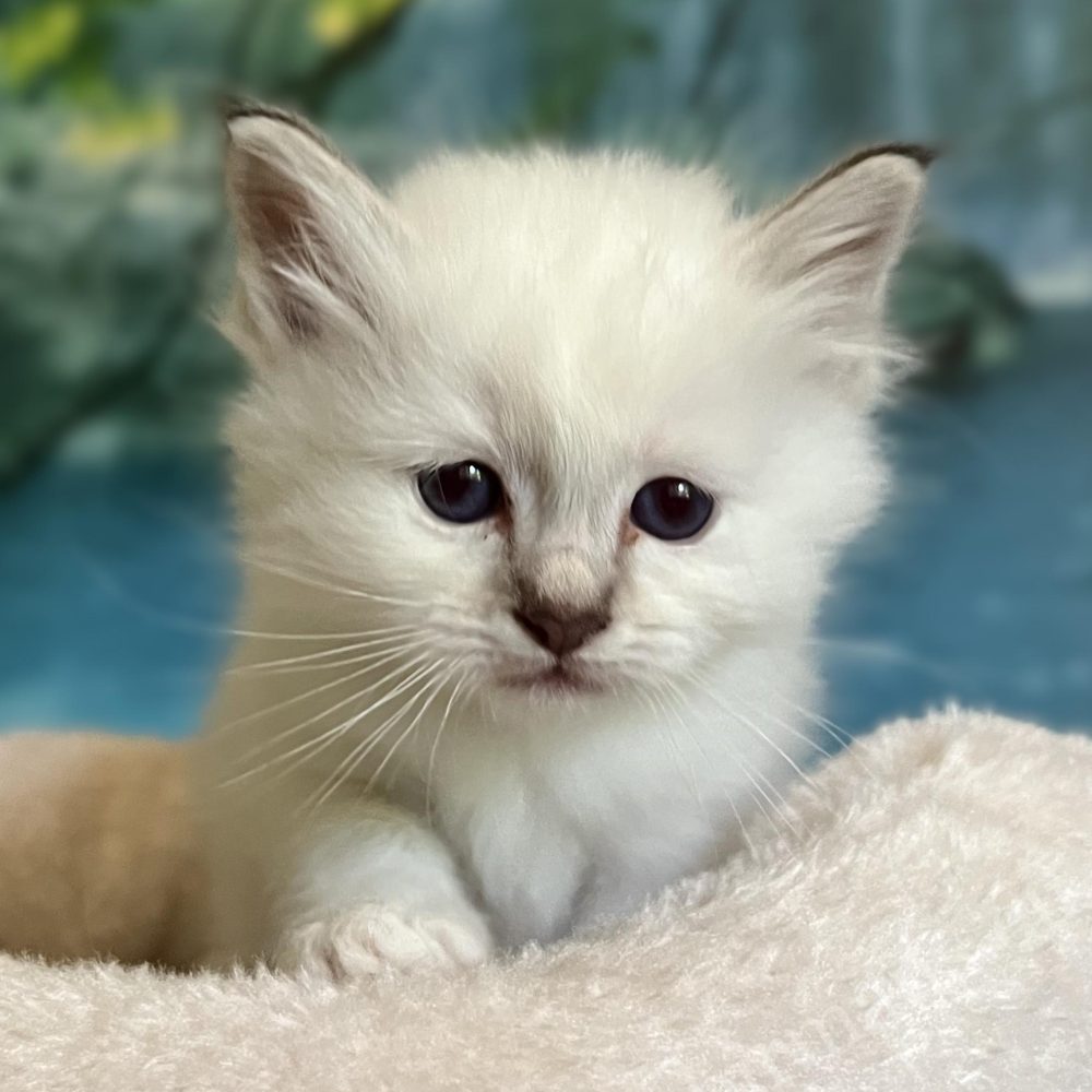Available Saba Ysolde chocolate tabby Birman kitten moving toward the camera