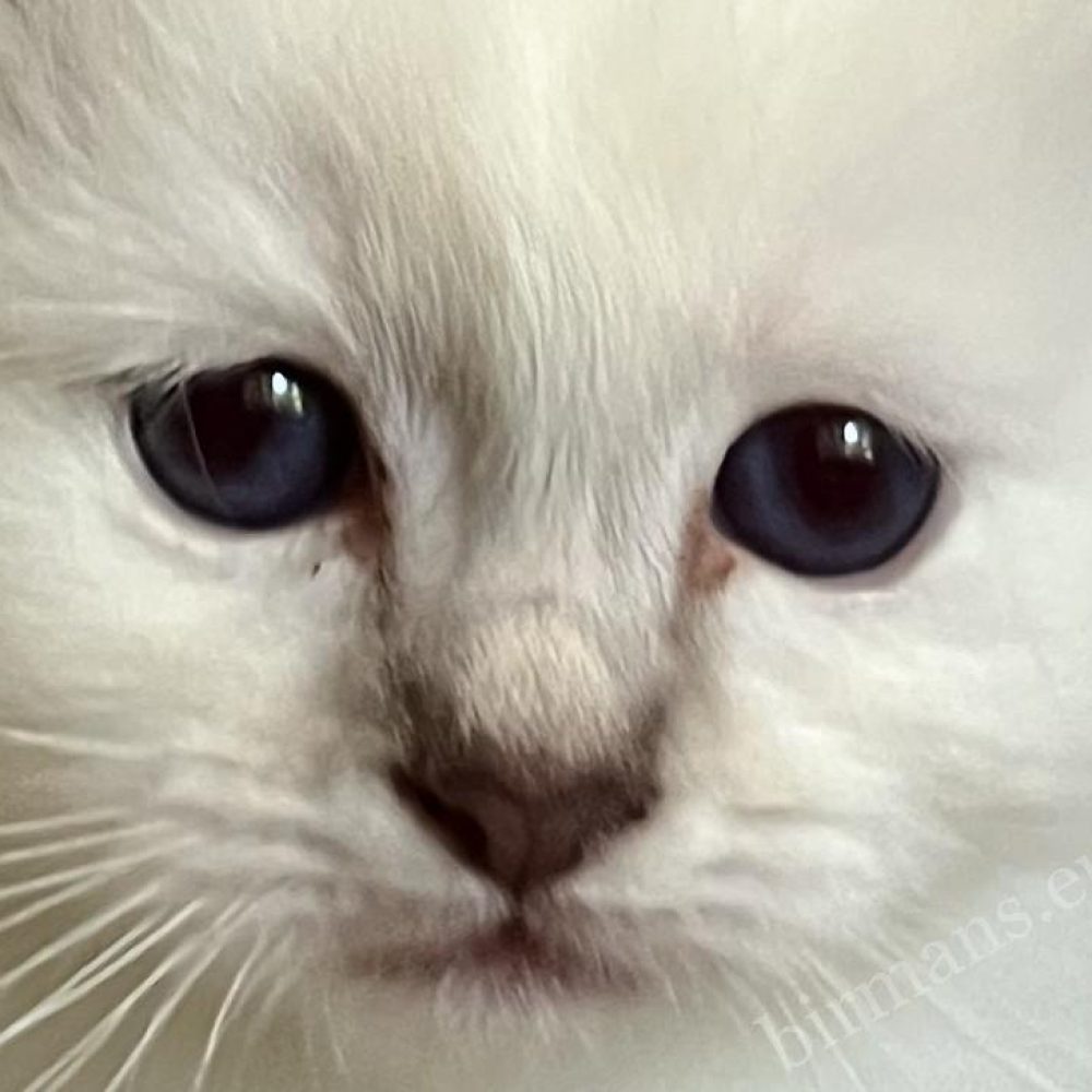 Available Saba Ysolde chocolate tabby Birman kitten close-up eye portrait