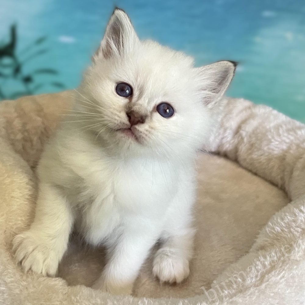 Available Saba Ysolde chocolate tabby Birman kitten sitting with strong build