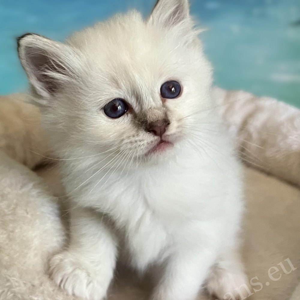 Available Saba Ysolde chocolate tabby Birman kitten looking at the camera with her head tilted to the side