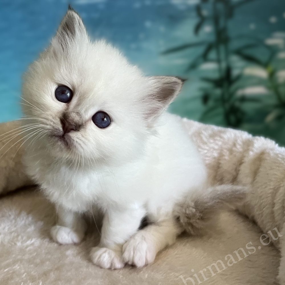 Available Saba Yorick chocolate tabby Sacred Birman male kitten sitting on top of the scratcher
