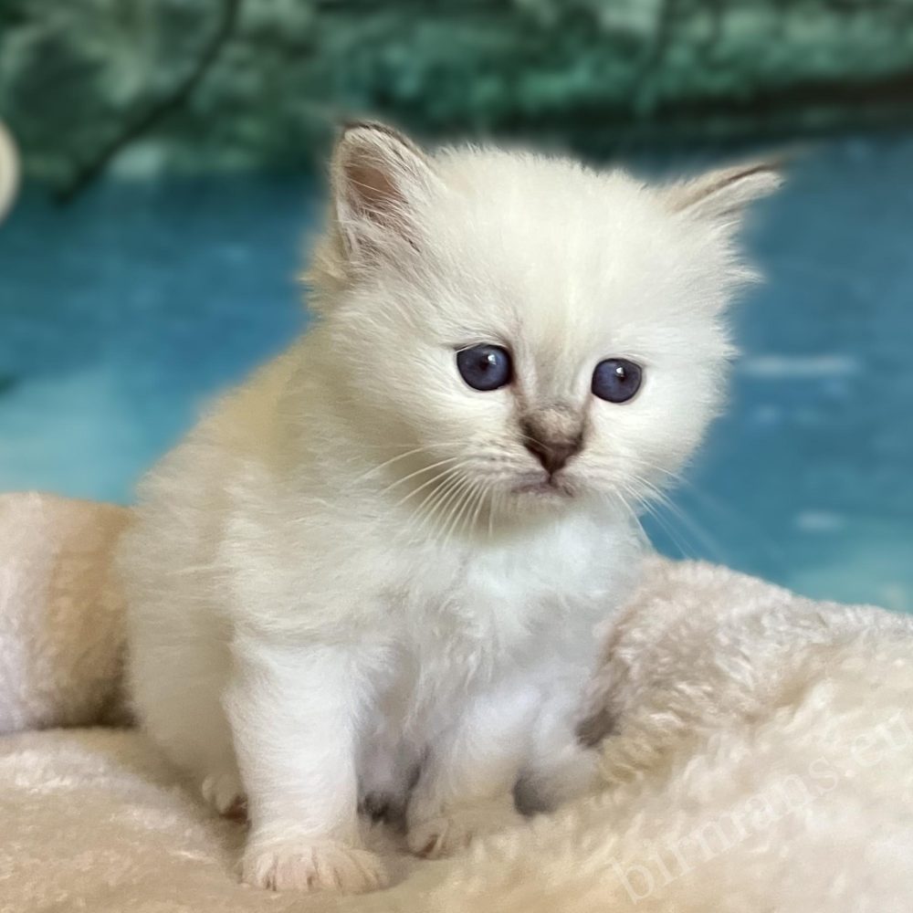 Available Saba Yorick Sacred Birman male kitten looking from the top of the scratcher
