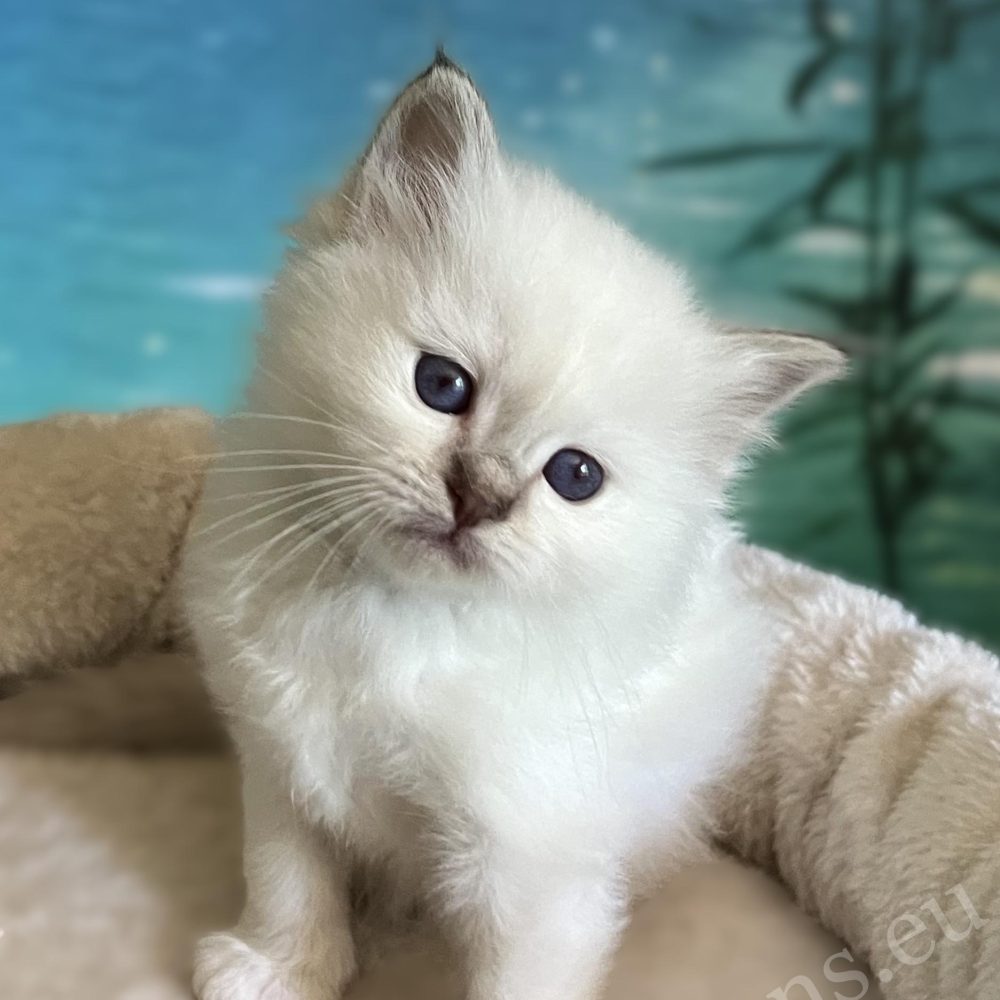 Available Saba Yorick chocolate tabby Sacred Birman kitten sitting with attentive gaze
