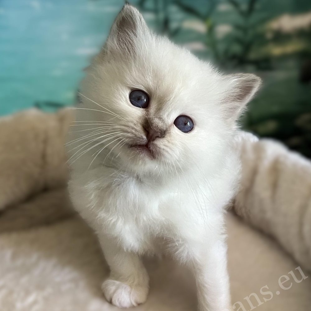 Available Saba Yorick Sacred Birman male kitten sitting on top of the scratcher