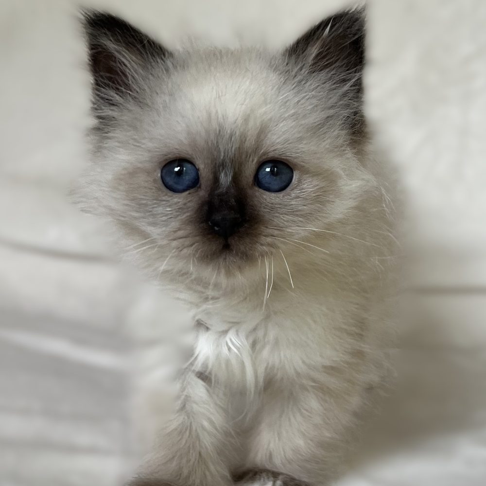 Available Saba Xylo seal point Sacred Birman male kitten in a standing pose with deep blue eyes