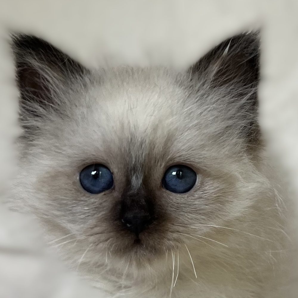 Available and reservable Saba Xylo seal point Sacred Birman male kitten in a close-up eye focus shot with deep blue eyes