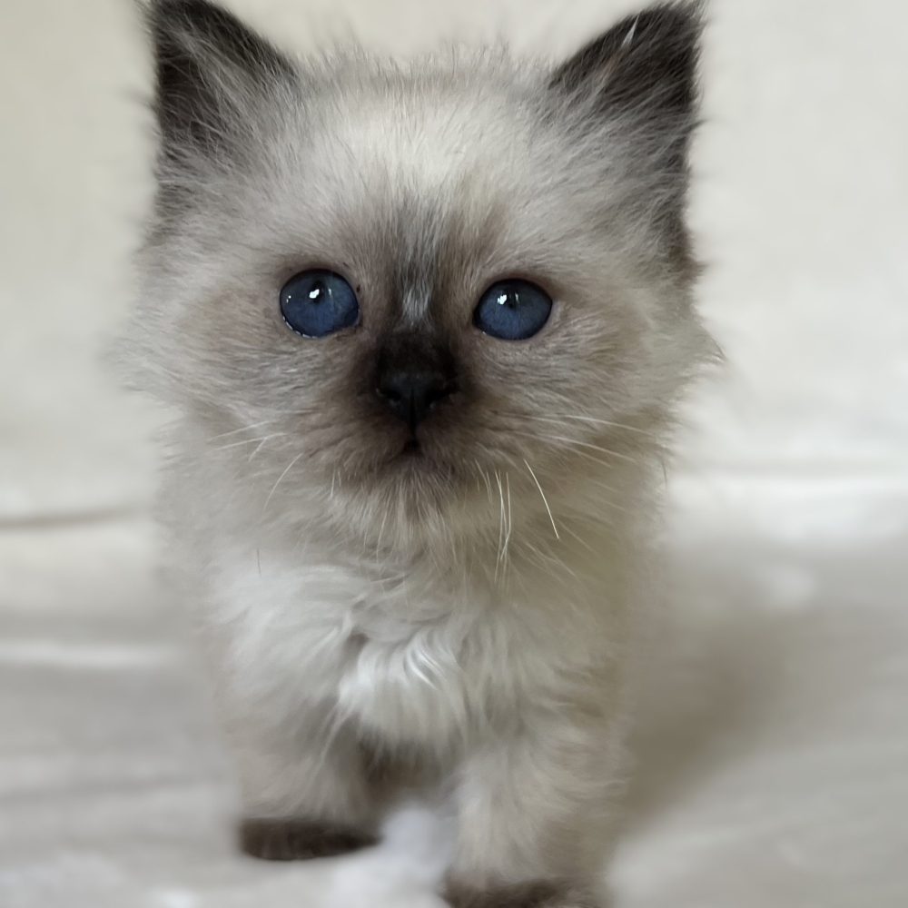 Available and reservable Saba Xylo seal point Sacred Birman male kitten photographed close-up from the front with deep blue eyes