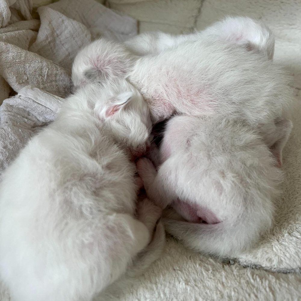 Saba B6 Sacred Birman kittens sleeping snuggled together