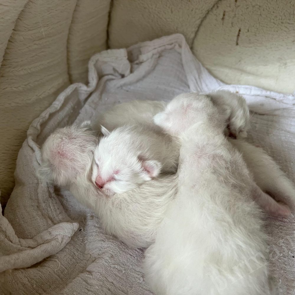 Sacred Birman siblings sleeping snuggled together in the Saba B6 litter