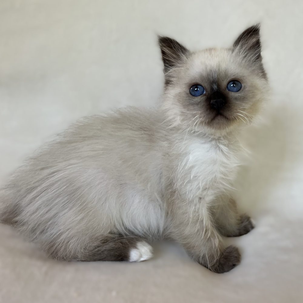 Saba Xylo available Sacred Birman kitten side profile