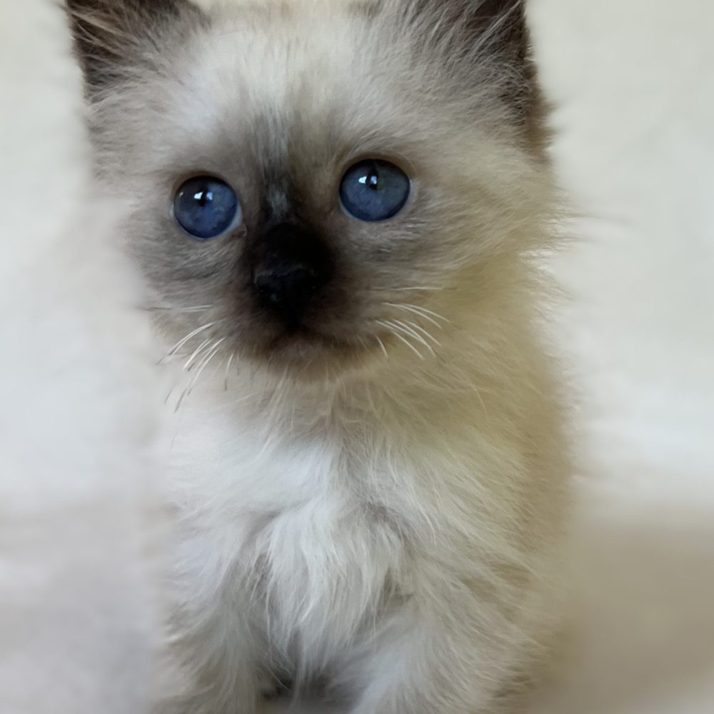 Saba Xylo available Sacred Birman male kitten with blue eyes