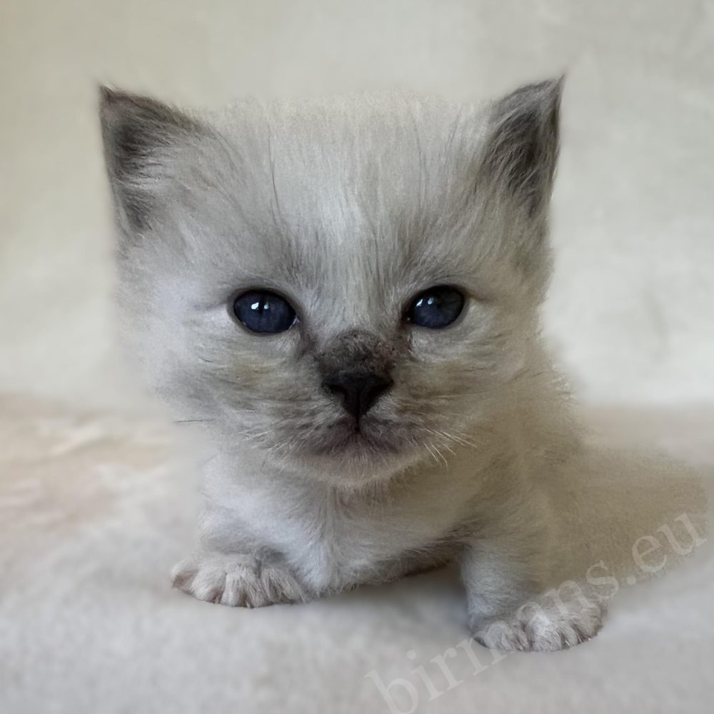 Saba Zeno blue tabby Sacred Birman male kitten looking at the camera