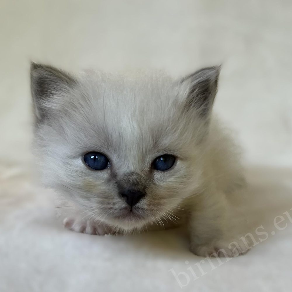 Saba Zeno blue tabby Sacred Birman male kitten portrait