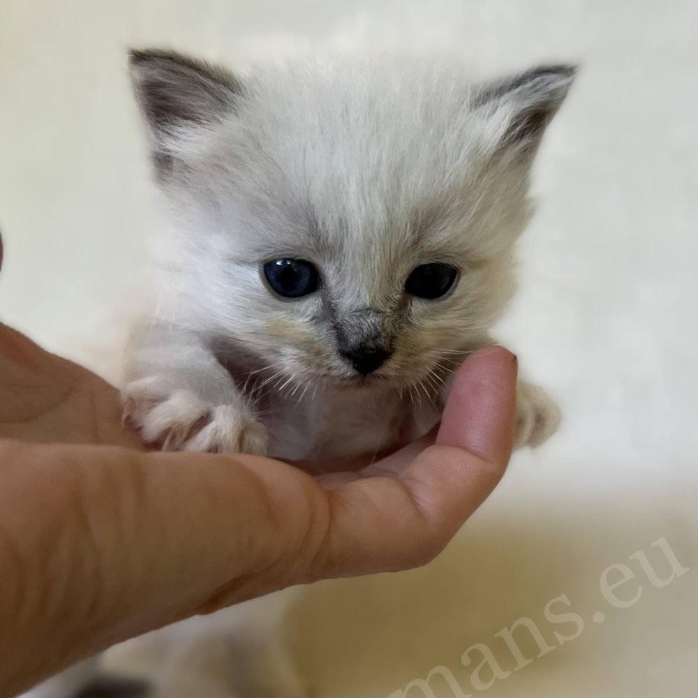 Saba Zeno blue tabby Sacred Birman male kitten held in hand
