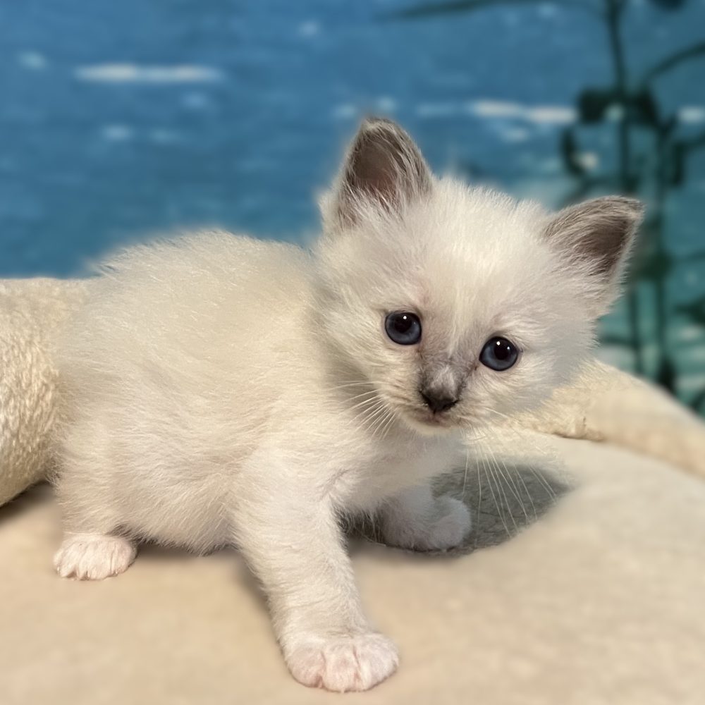 Saba Byron available blue point Birman male kitten photographed from the side while playing