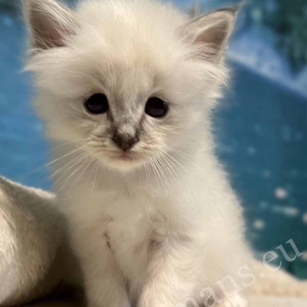 Saba Bastian, an available and reservable Sacred Birman kitten, sitting on a cat tree.
