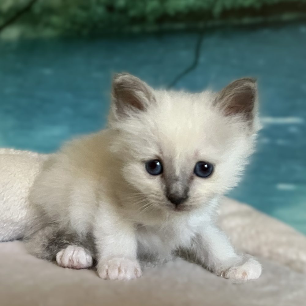 Saba Byron available blue point Birman male kitten with a sweet and mischievous expression