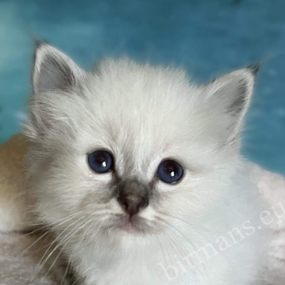 Close-up portrait of Saba Bastian, an available and reservable Sacred Birman kitten, with blue eyes.