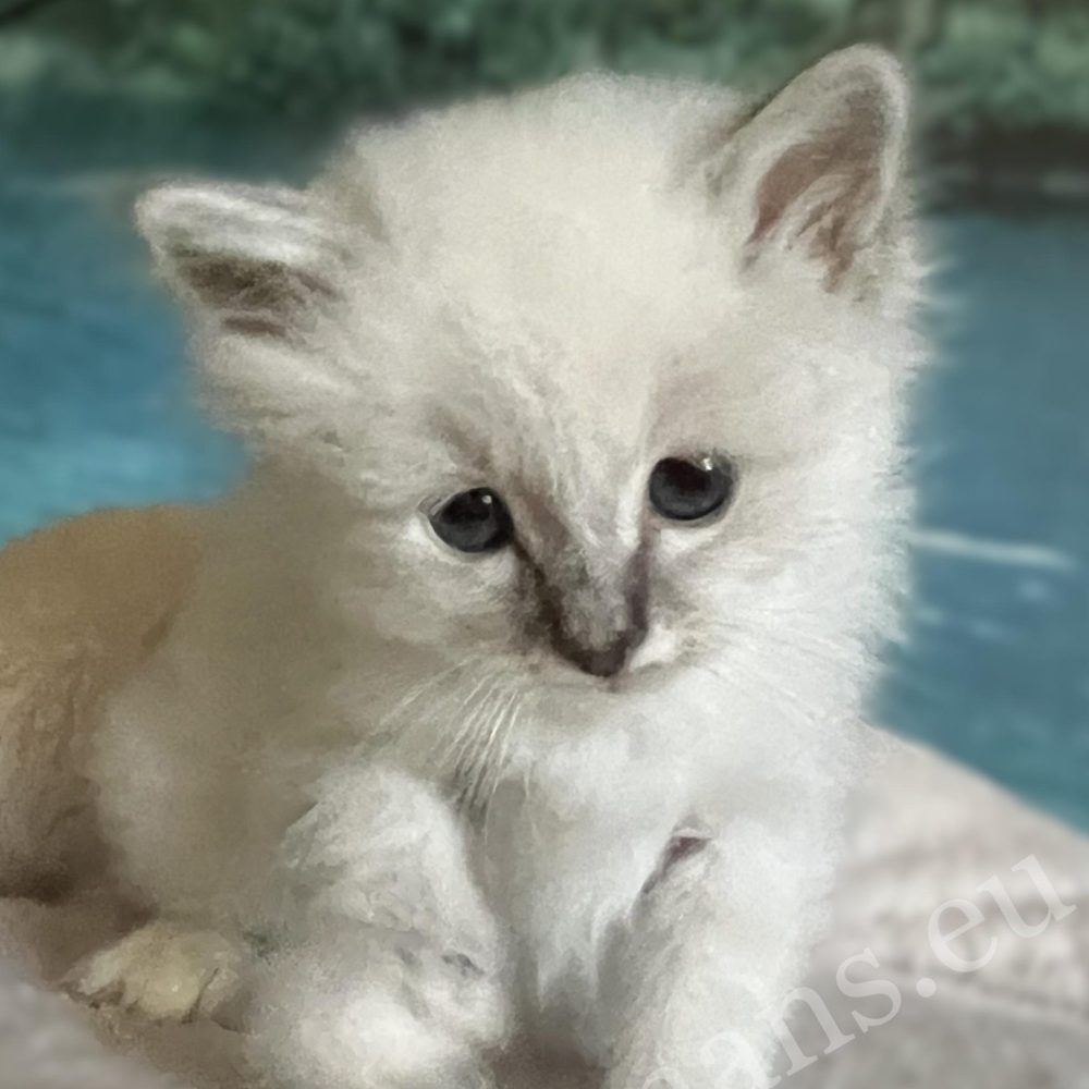 Saba Bastian, an available and reservable Sacred Birman kitten, looking at the camera.