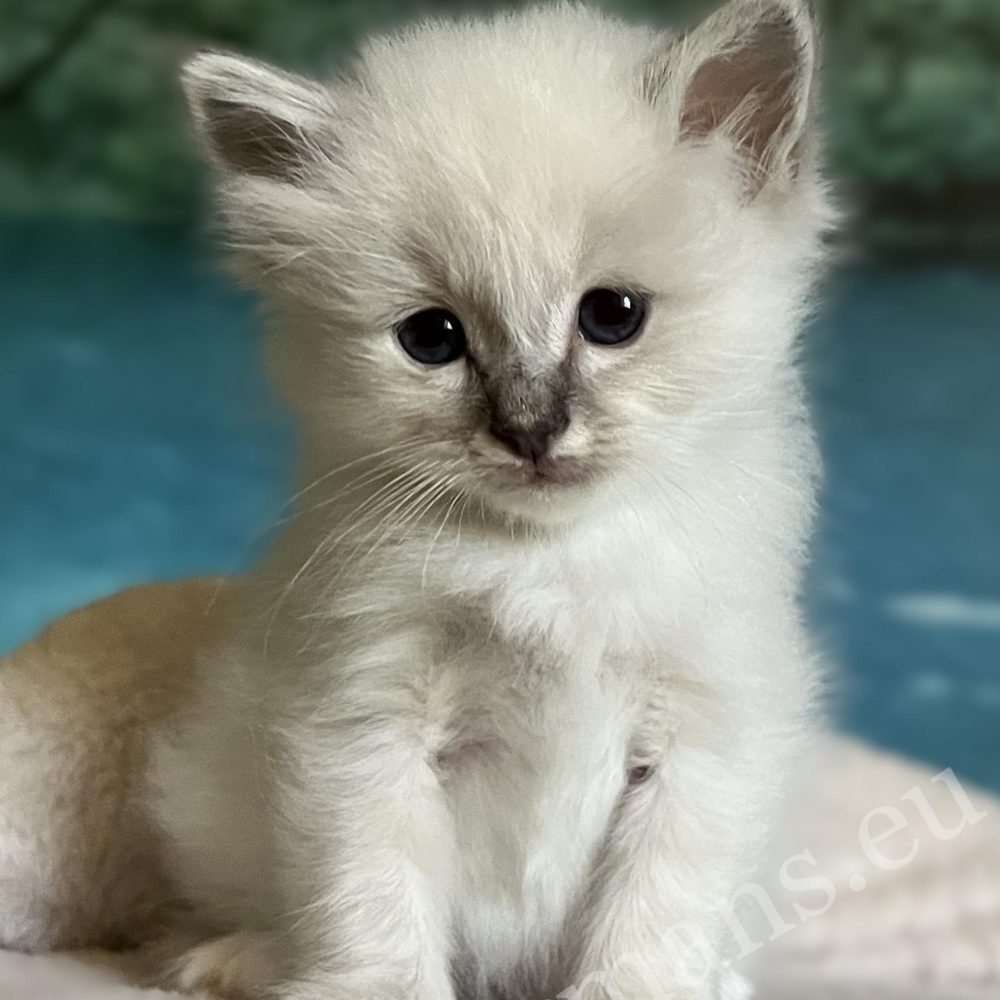Saba Bastian, an available and reservable Sacred Birman kitten, sitting dreamily.