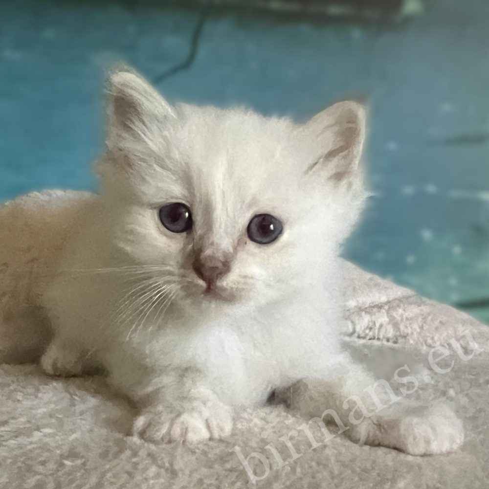 Available, Saba Bentley Sacred Birman kitten lying front