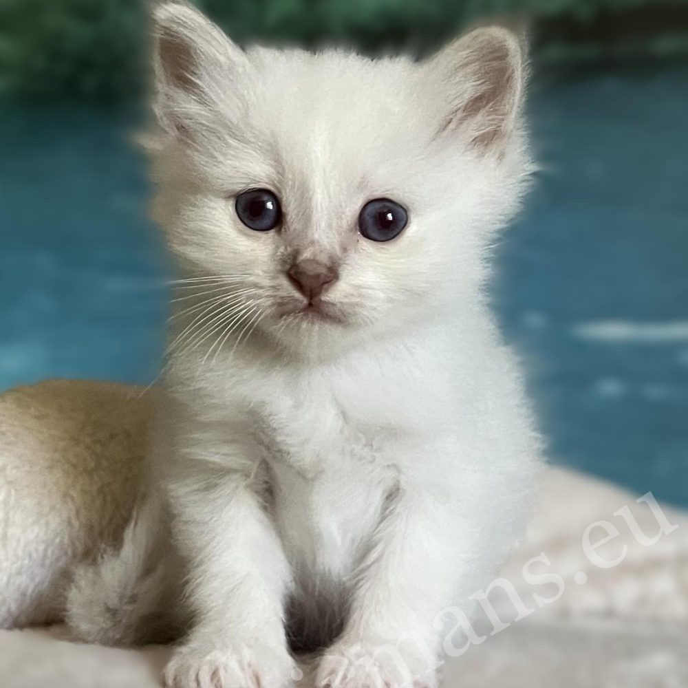 Reservable, Saba Bentley Sacred Birman kitten sitting front