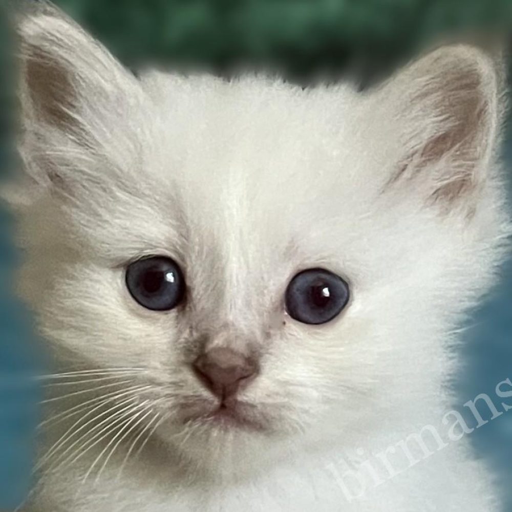 Reservable, close-up portrait of Saba Bentley Sacred Birman kitten
