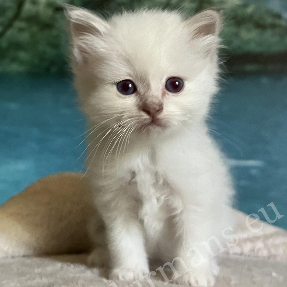 Saba Bianca available lilac Sacred Birman female kitten sitting front view