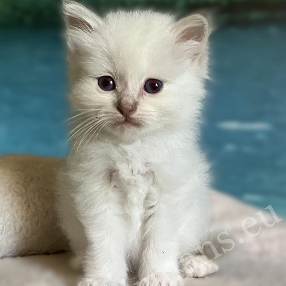 Saba Bianca available for reservation lilac Sacred Birman female kitten sitting portrait