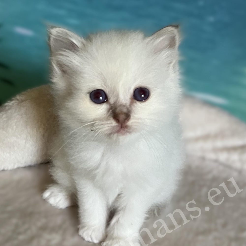 Saba Bianca available lilac Sacred Birman female kitten lying down