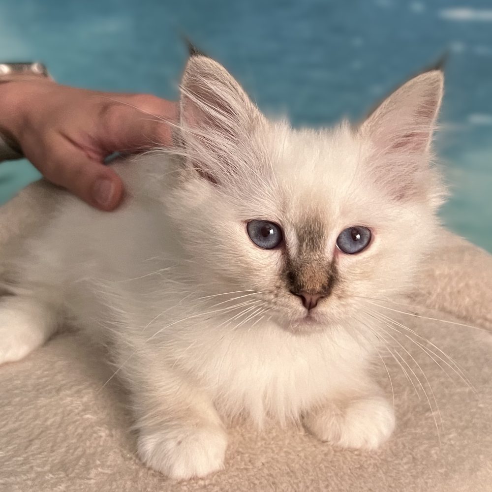 Available Saba Ysolde, a chocolate tabby Birman female kitten, resting while being affectionately petted