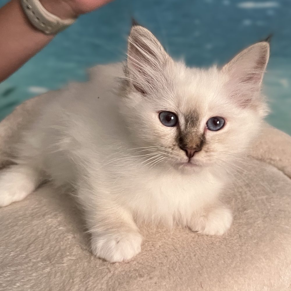 Available Saba Ysolde chocolate tabby Sacred Birman female kitten lying down and looking at the camera
