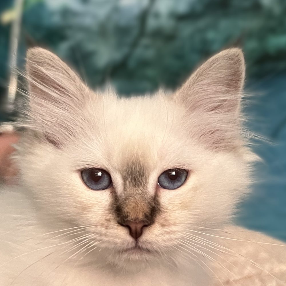Close-up portrait of available Saba Ysolde chocolate tabby Sacred Birman female kitten with radiant blue eyes