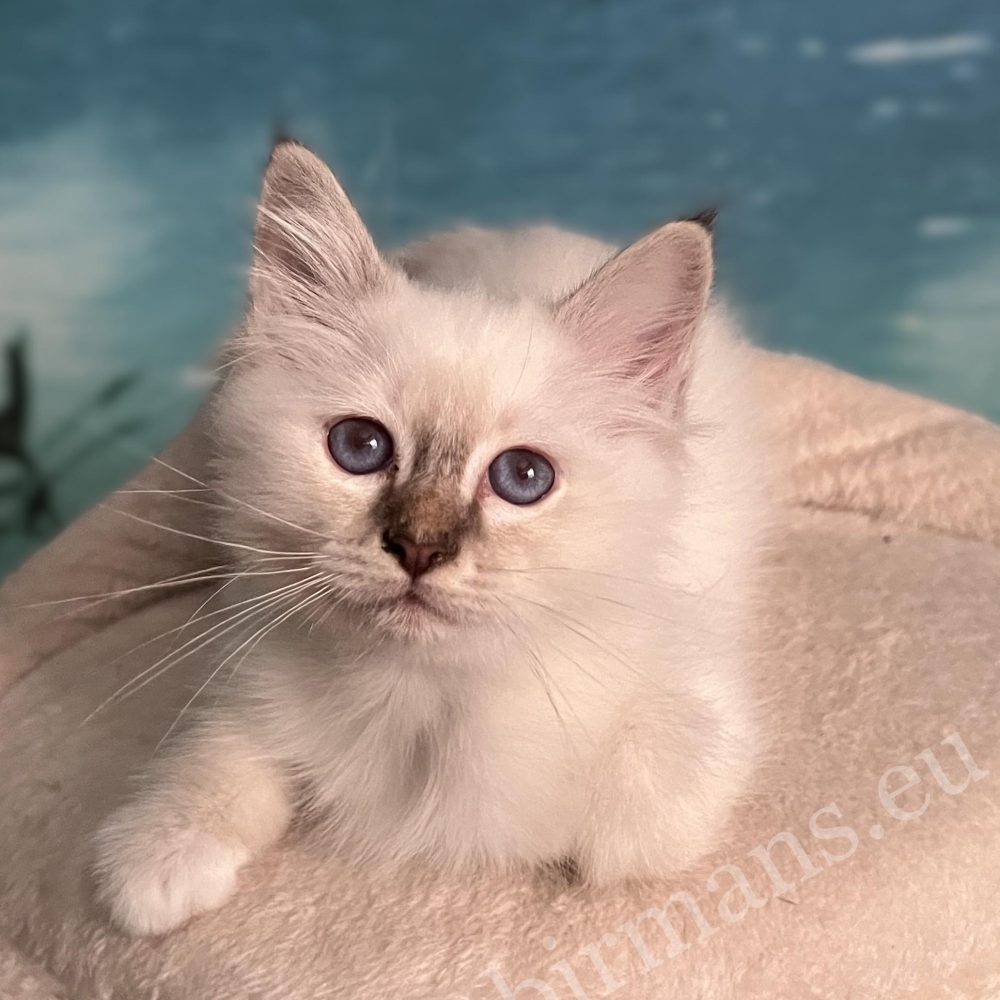 Available Saba Yorick chocolate tabby Sacred Birman male kitten lying front view looking at the camera with brilliant blue eyes