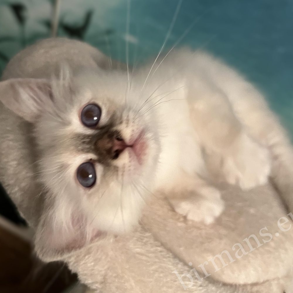 Available Saba Yorick chocolate tabby Sacred Birman male kitten playfully rolling looking at the camera